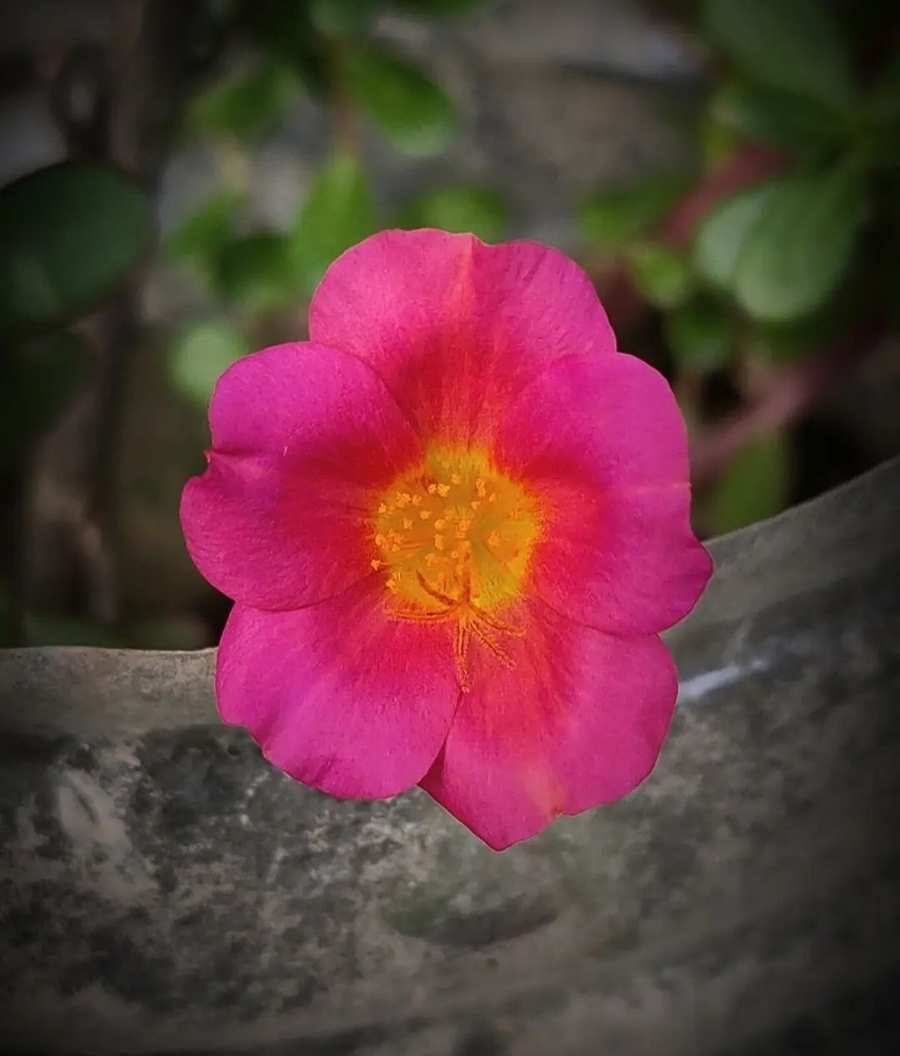 pink and red flower